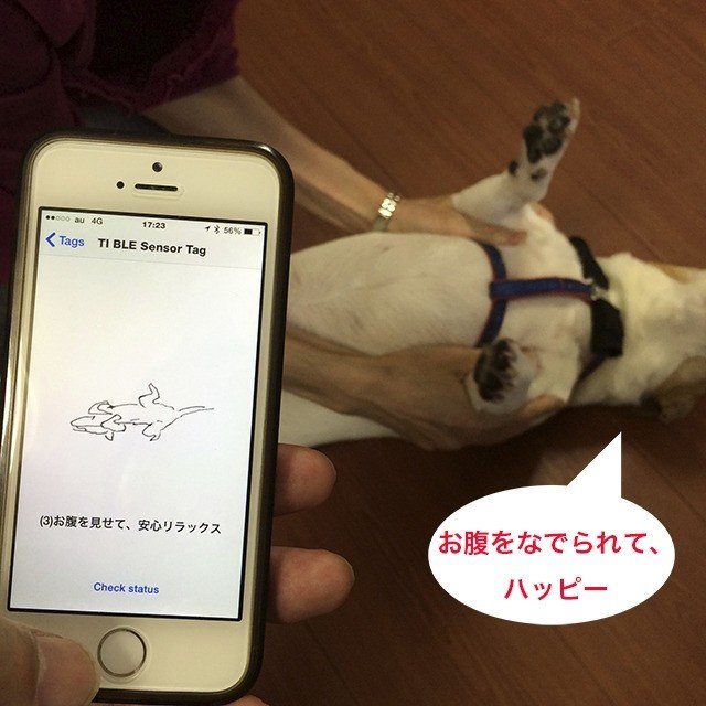 dog's wearble
