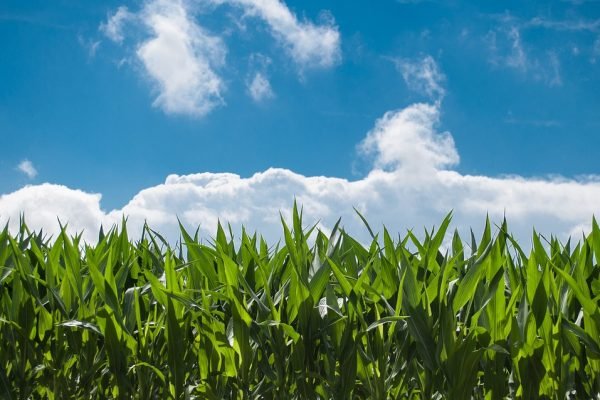 How Mobile Phones are Changing the Face of Farming Business